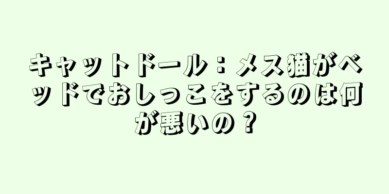 キャットドール：メス猫がベッドでおしっこをするのは何が悪いの？