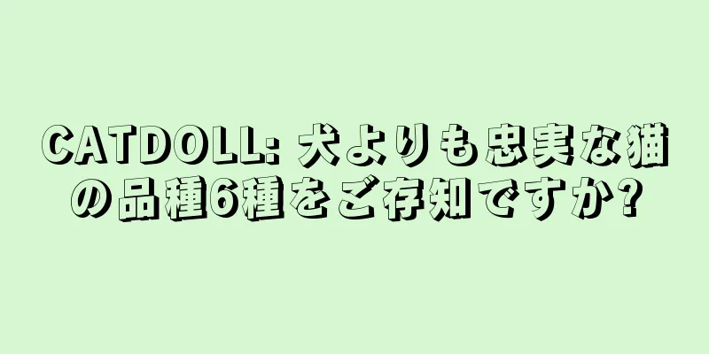 CATDOLL: 犬よりも忠実な猫の品種6種をご存知ですか?