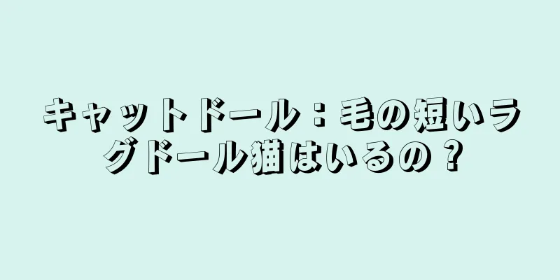 キャットドール：毛の短いラグドール猫はいるの？