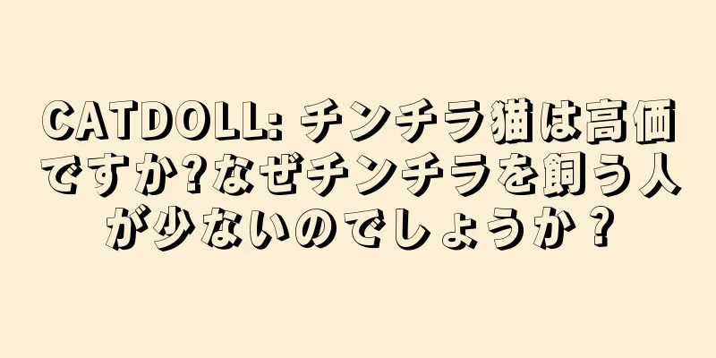 CATDOLL: チンチラ猫は高価ですか?なぜチンチラを飼う人が少ないのでしょうか？