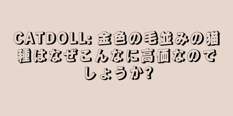 CATDOLL: 金色の毛並みの猫種はなぜこんなに高価なのでしょうか?