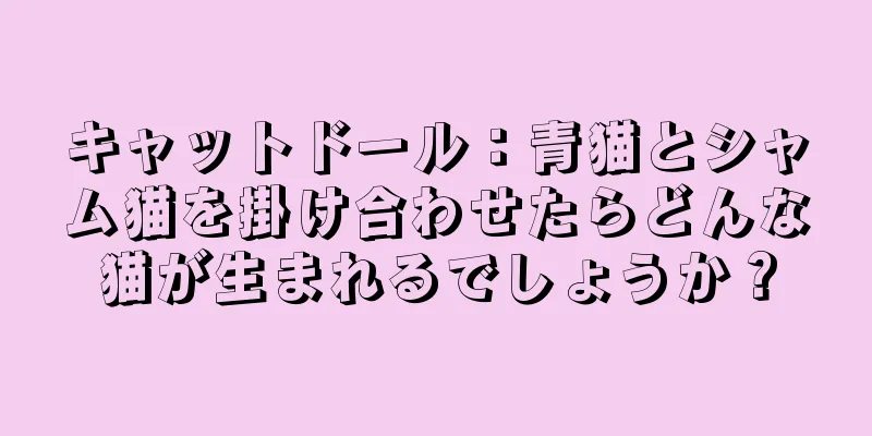 キャットドール：青猫とシャム猫を掛け合わせたらどんな猫が生まれるでしょうか？