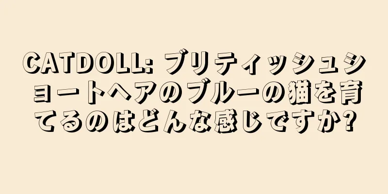 CATDOLL: ブリティッシュショートヘアのブルーの猫を育てるのはどんな感じですか?