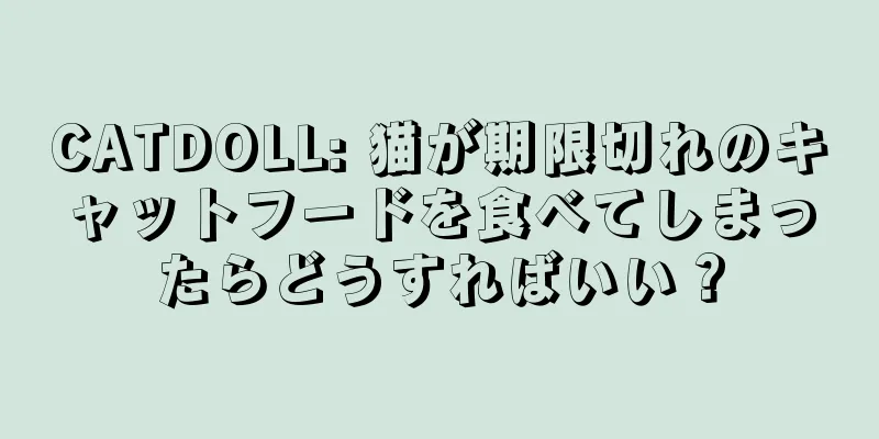 CATDOLL: 猫が期限切れのキャットフードを食べてしまったらどうすればいい？