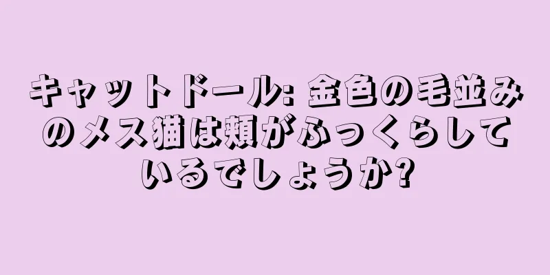 キャットドール: 金色の毛並みのメス猫は頬がふっくらしているでしょうか?