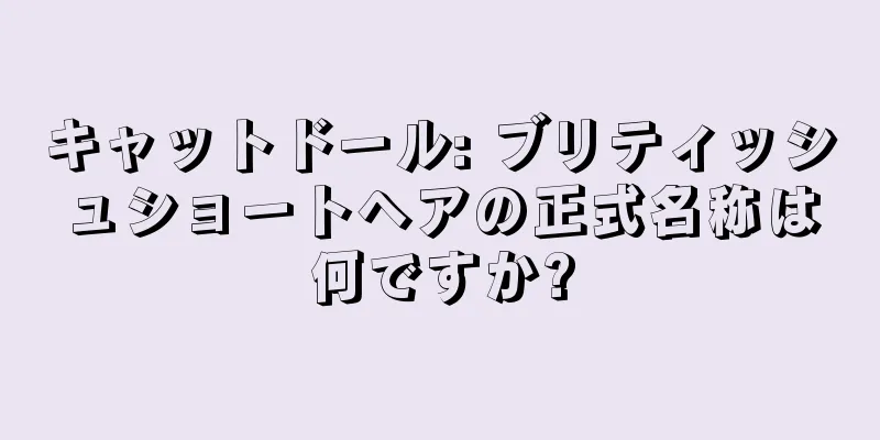キャットドール: ブリティッシュショートヘアの正式名称は何ですか?
