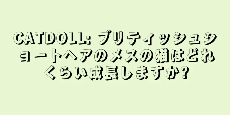CATDOLL: ブリティッシュショートヘアのメスの猫はどれくらい成長しますか?