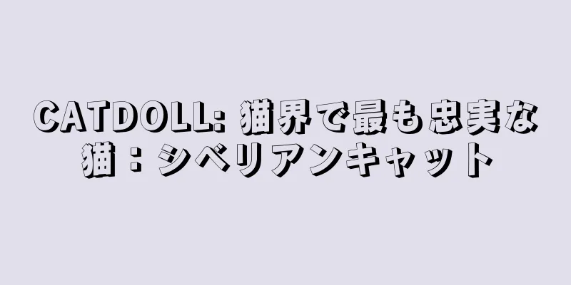CATDOLL: 猫界で最も忠実な猫：シベリアンキャット