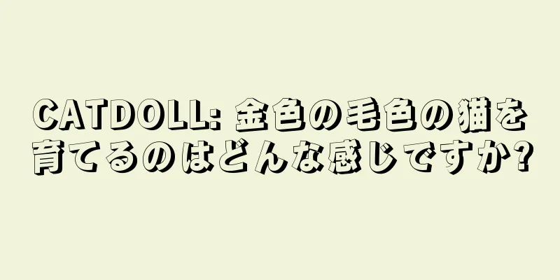 CATDOLL: 金色の毛色の猫を育てるのはどんな感じですか?