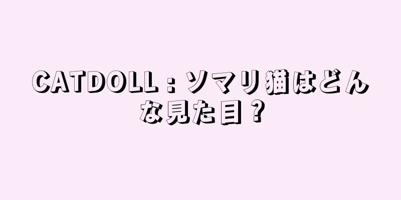 CATDOLL : ソマリ猫はどんな見た目？