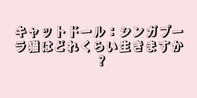キャットドール：シンガプーラ猫はどれくらい生きますか？