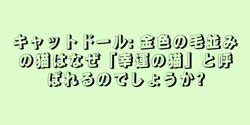 キャットドール: 金色の毛並みの猫はなぜ「幸運の猫」と呼ばれるのでしょうか?
