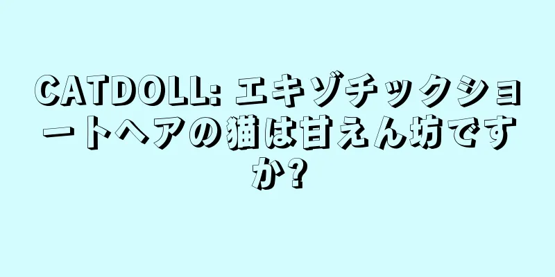 CATDOLL: エキゾチックショートヘアの猫は甘えん坊ですか?
