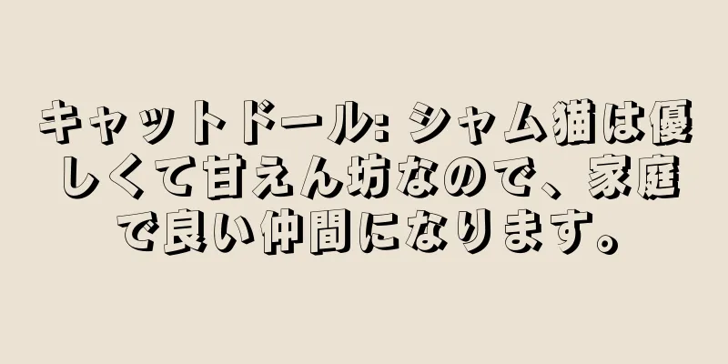 キャットドール: シャム猫は優しくて甘えん坊なので、家庭で良い仲間になります。