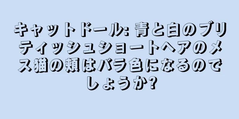 キャットドール: 青と白のブリティッシュショートヘアのメス猫の頬はバラ色になるのでしょうか?