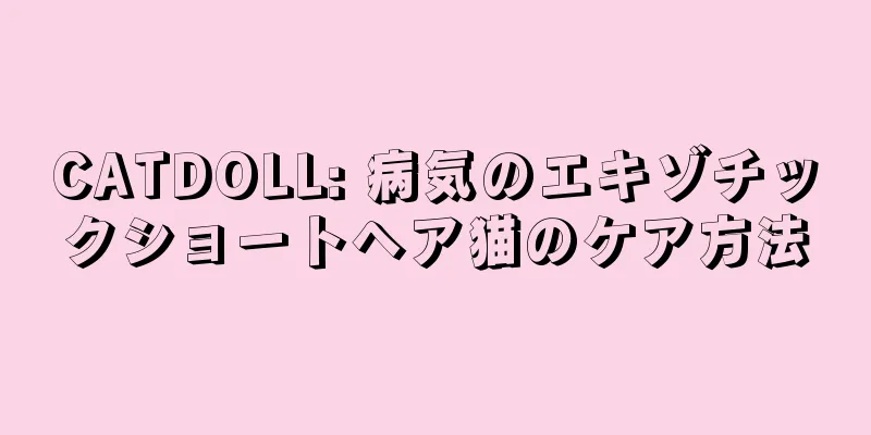 CATDOLL: 病気のエキゾチックショートヘア猫のケア方法