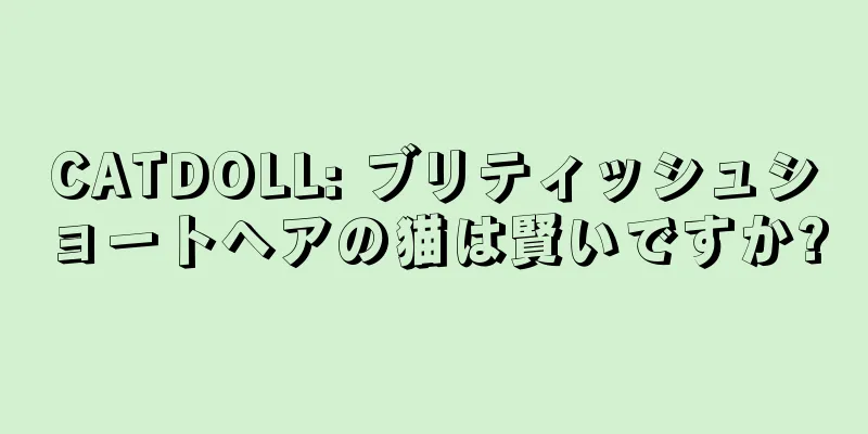 CATDOLL: ブリティッシュショートヘアの猫は賢いですか?
