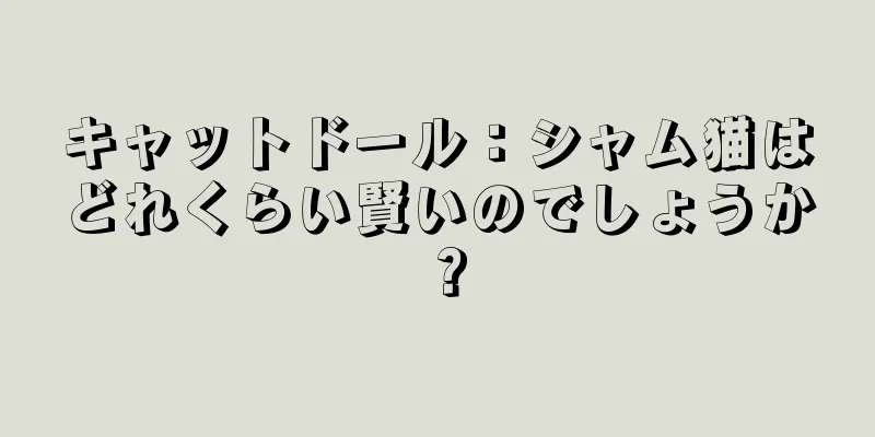 キャットドール：シャム猫はどれくらい賢いのでしょうか？
