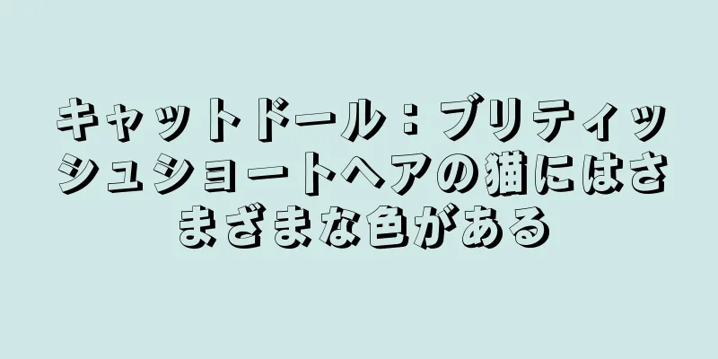 キャットドール：ブリティッシュショートヘアの猫にはさまざまな色がある