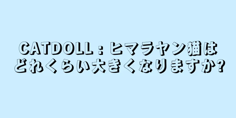 CATDOLL : ヒマラヤン猫はどれくらい大きくなりますか?