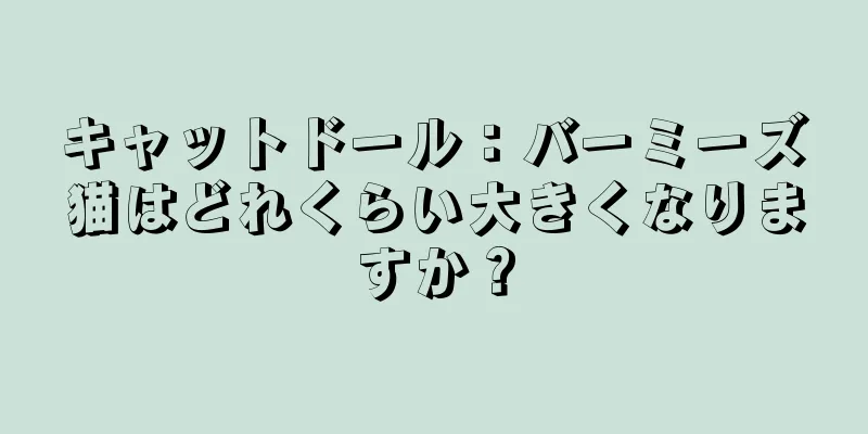 キャットドール：バーミーズ猫はどれくらい大きくなりますか？