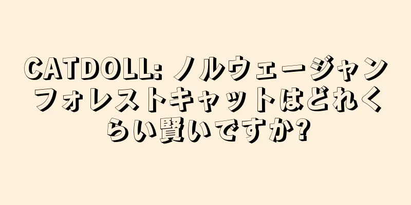 CATDOLL: ノルウェージャンフォレストキャットはどれくらい賢いですか?