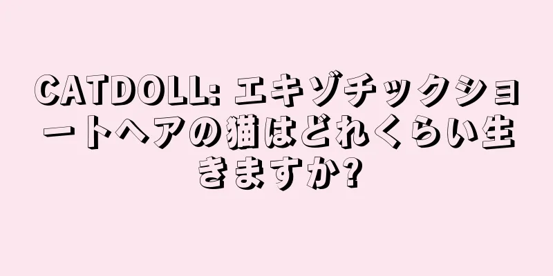 CATDOLL: エキゾチックショートヘアの猫はどれくらい生きますか?