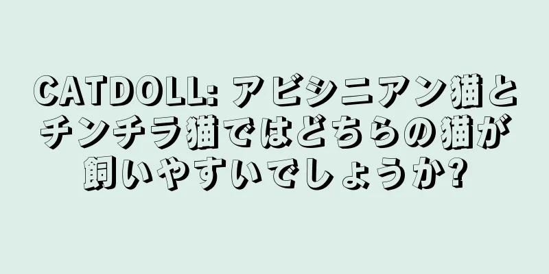 CATDOLL: アビシニアン猫とチンチラ猫ではどちらの猫が飼いやすいでしょうか?