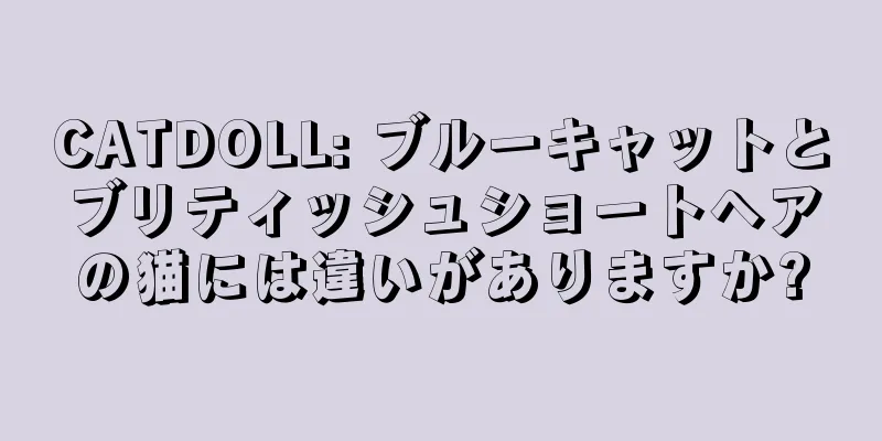 CATDOLL: ブルーキャットとブリティッシュショートヘアの猫には違いがありますか?