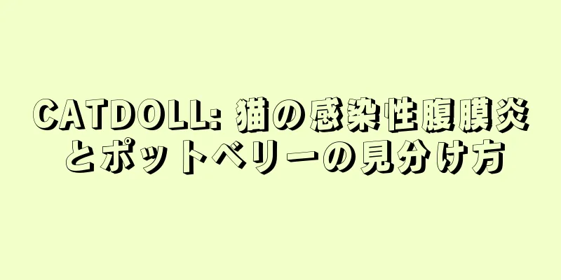 CATDOLL: 猫の感染性腹膜炎とポットベリーの見分け方