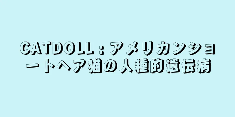CATDOLL : アメリカンショートヘア猫の人種的遺伝病