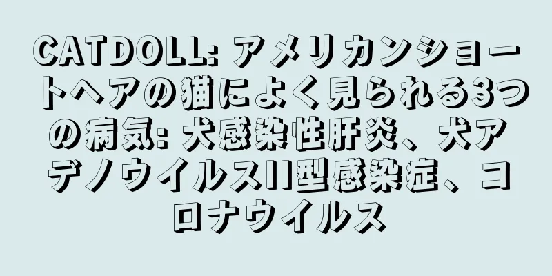 CATDOLL: アメリカンショートヘアの猫によく見られる3つの病気: 犬感染性肝炎、犬アデノウイルスII型感染症、コロナウイルス