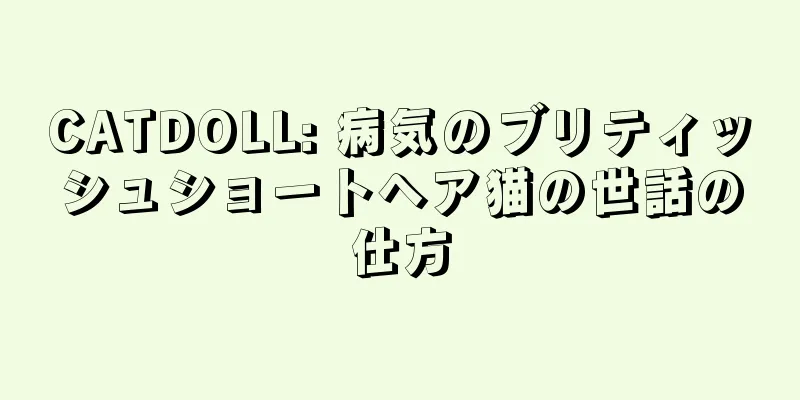 CATDOLL: 病気のブリティッシュショートヘア猫の世話の仕方