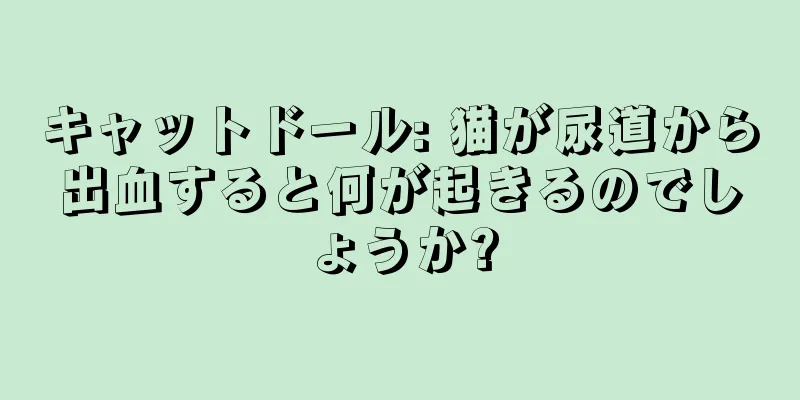 キャットドール: 猫が尿道から出血すると何が起きるのでしょうか?