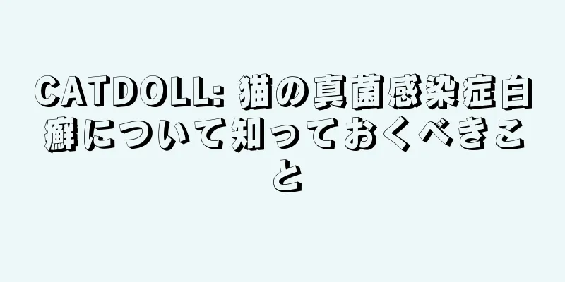CATDOLL: 猫の真菌感染症白癬について知っておくべきこと