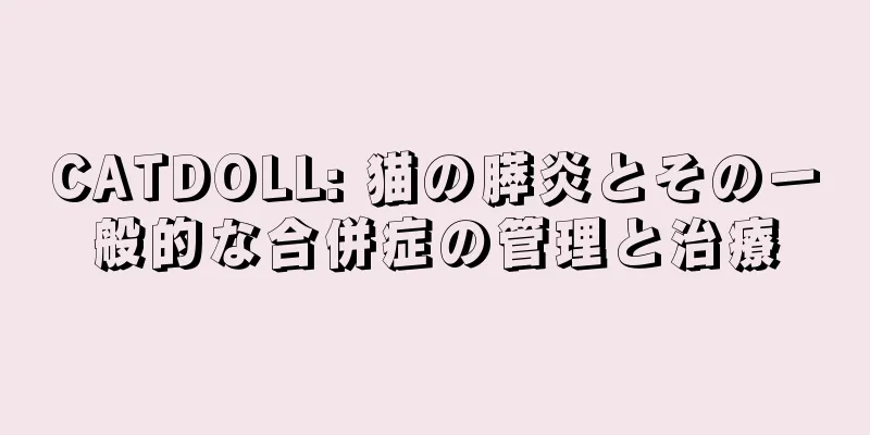 CATDOLL: 猫の膵炎とその一般的な合併症の管理と治療