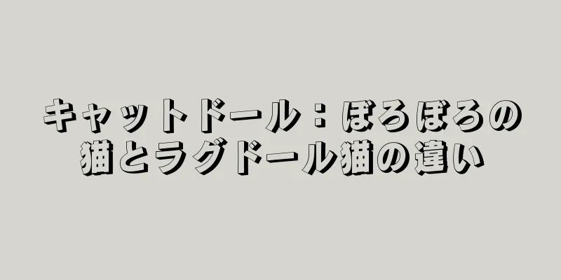 キャットドール：ぼろぼろの猫とラグドール猫の違い