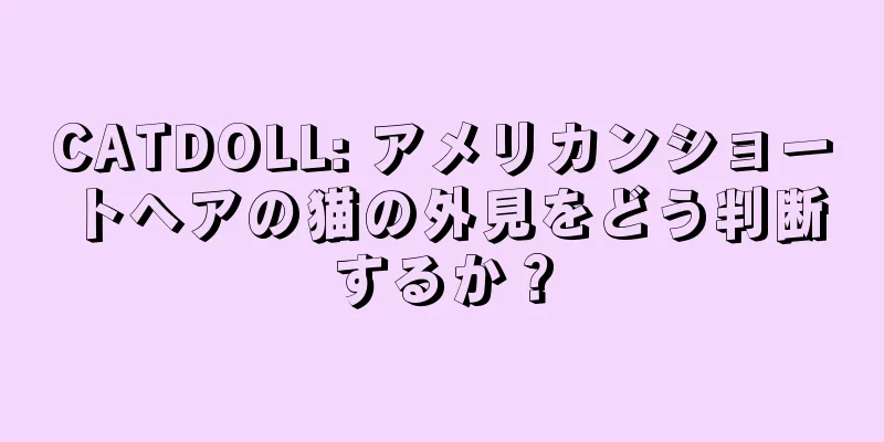 CATDOLL: アメリカンショートヘアの猫の外見をどう判断するか？
