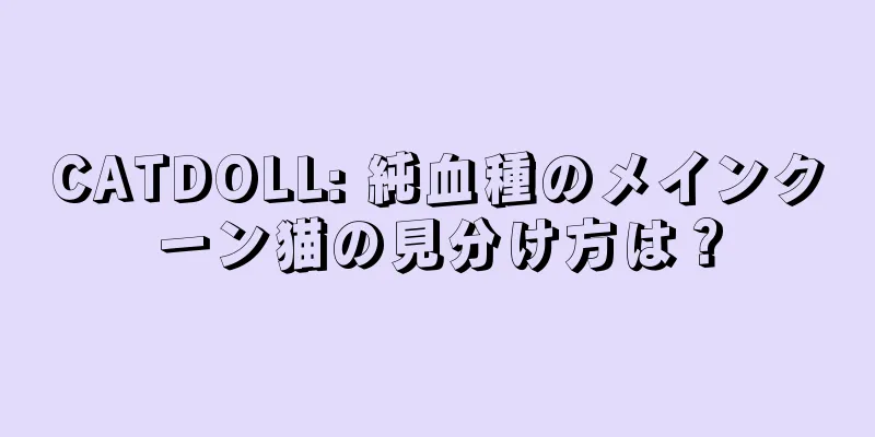 CATDOLL: 純血種のメインクーン猫の見分け方は？