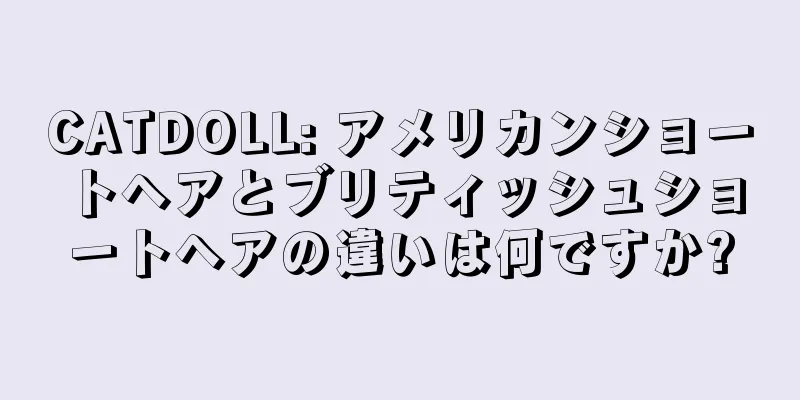 CATDOLL: アメリカンショートヘアとブリティッシュショートヘアの違いは何ですか?