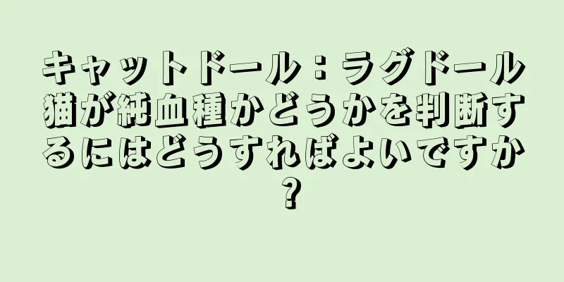 キャットドール：ラグドール猫が純血種かどうかを判断するにはどうすればよいですか？