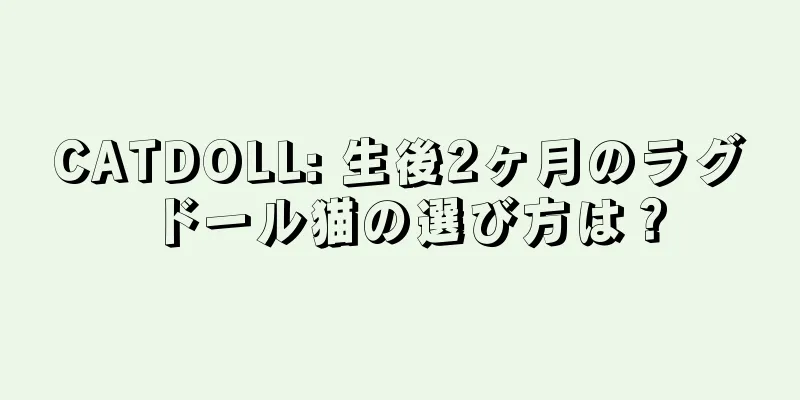 CATDOLL: 生後2ヶ月のラグドール猫の選び方は？