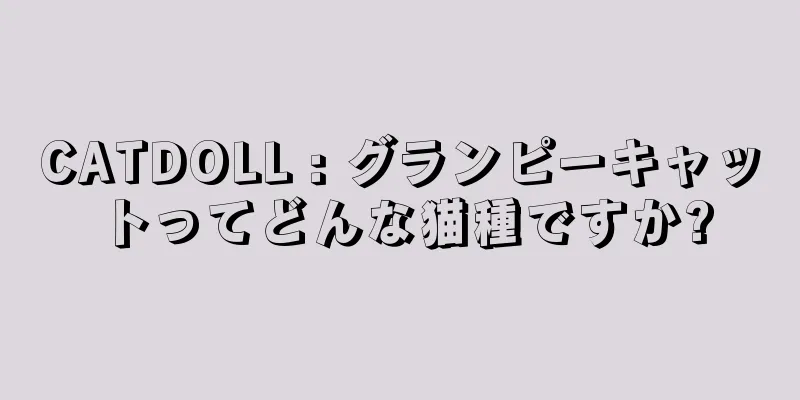 CATDOLL : グランピーキャットってどんな猫種ですか?