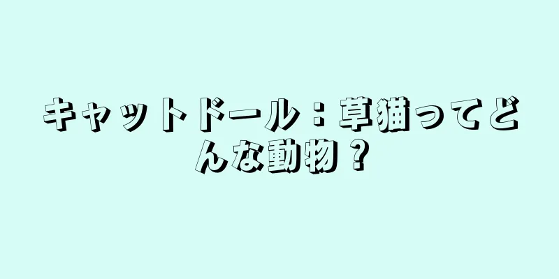 キャットドール：草猫ってどんな動物？
