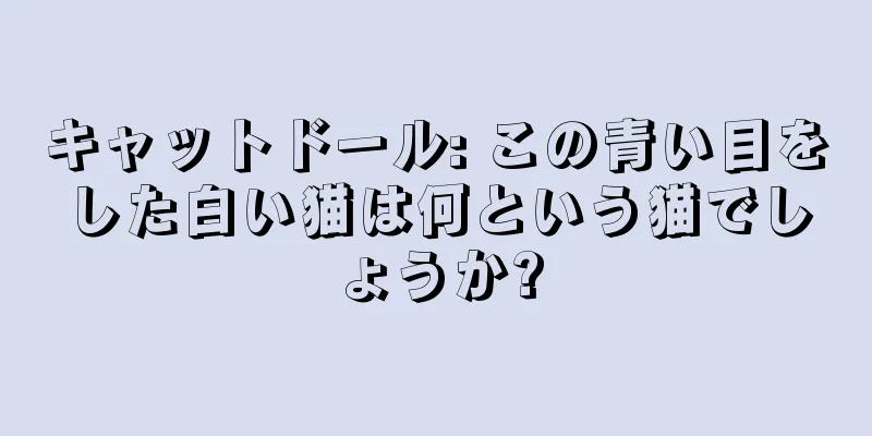 キャットドール: この青い目をした白い猫は何という猫でしょうか?