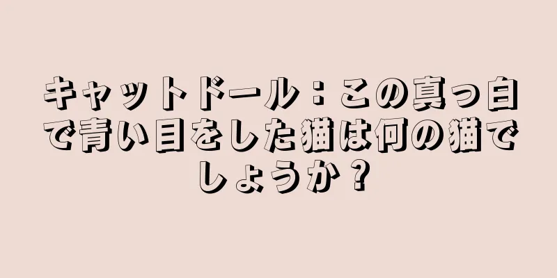 キャットドール：この真っ白で青い目をした猫は何の猫でしょうか？
