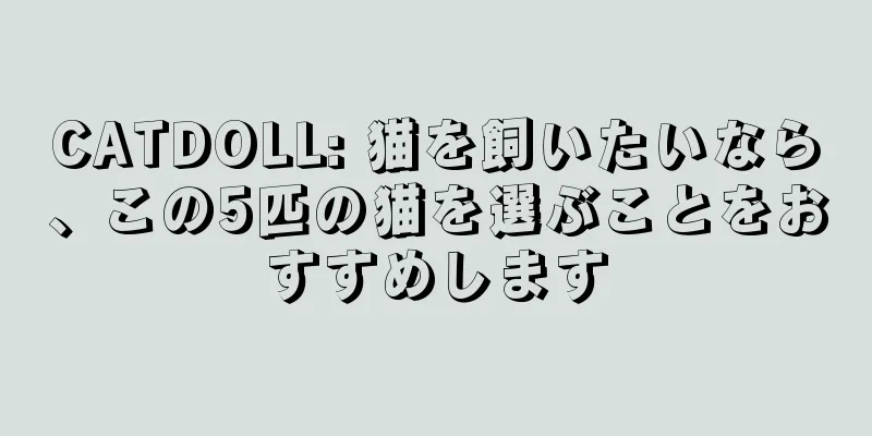 CATDOLL: 猫を飼いたいなら、この5匹の猫を選ぶことをおすすめします