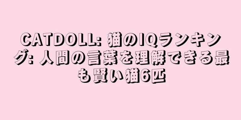 CATDOLL: 猫のIQランキング: 人間の言葉を理解できる最も賢い猫6匹