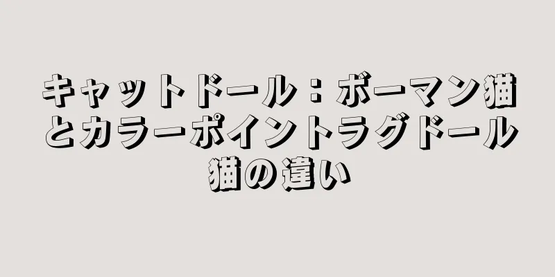 キャットドール：ボーマン猫とカラーポイントラグドール猫の違い