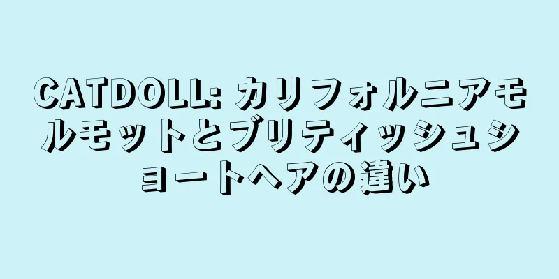 CATDOLL: カリフォルニアモルモットとブリティッシュショートヘアの違い